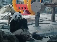 -武汉动物园