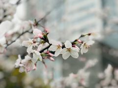 -外高桥喜来登酒店采悦轩