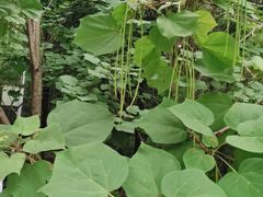 -黑龙江省森林植物园