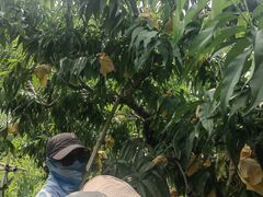 -老袁家蜜桃农场·阳山水蜜桃