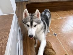 -柯斗斗主题餐厅·狗咖·围炉煮茶·茶饮(国瑞升平里店)