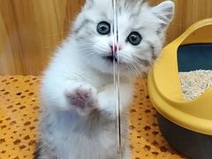 -欣宠猫屋·矮脚拿破仑·蓝金金渐层