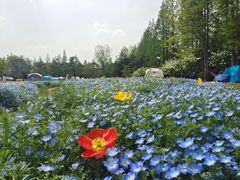 -上海滨江森林公园