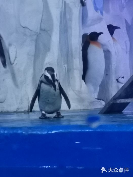 多彩贵州城极地海洋世界图片