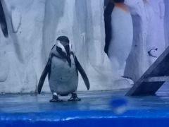 -多彩贵州城极地海洋世界