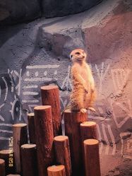 -Zoolung Zoolung动物主题公园(海信广场店)