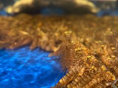 -上和臻品中国菜(花园街店)