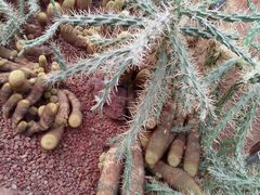 -南通洲际绿博园