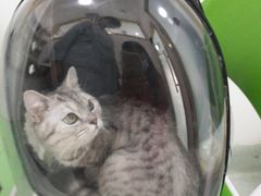 -汪喵宠物医院·骨科心脏影像·犬猫急重症ICU诊疗中心(成华分院)