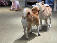 -逗柴咖啡屋·狗咖猫咖宠物桌游