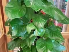 -解家河南菜(商鼎路店)