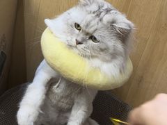-萌兽医馆·眼科·异宠专科(三里屯店)