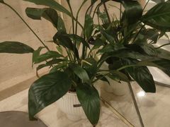 -新美姿美食水疗汇(罗湖口岸店)