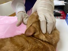 -北京观赏动物医院·24小时大型综合·猫专科·异宠专科