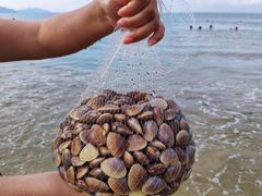 -汕尾风车岛