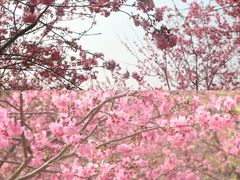 -天适樱花悠乐园