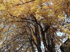 -三大炮豆花铺(锦里店)