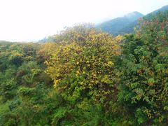 -羚羊峡古栈道森林公园