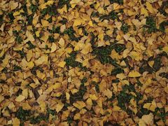 -汉长安城未央宫国家考古遗址公园