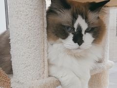 -良伴无忧宠物医院(泰欣嘉园店)