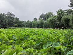 -莲湖公园