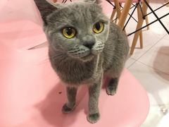 -三花喵·撸猫购宠·宠物生活馆(虹桥南丰城店)