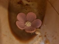 -星巴克臻选(青岛麦凯乐分店)