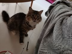 -关爱宠物医院·猫科中心·消化科(滨湖万达分院)