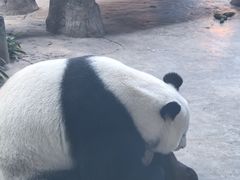 -石家庄市动物园