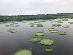 -荷塘月色湿地公园·向阳花洲