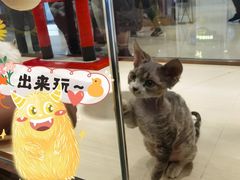 -momokira米努特·德文卷毛猫·棉花面纱犬