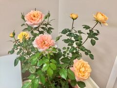 -双季花艺园艺市场(浦东店)