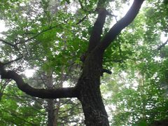 -五营红松林海景区