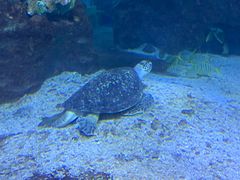 -太平洋海底世界