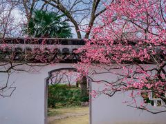 -梅花山(明孝陵内)