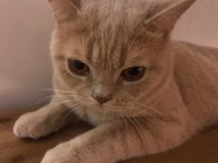 -Catmate·猫肥家润(金润铂宫店)