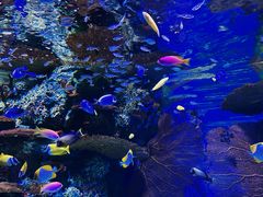 -上海海洋水族馆