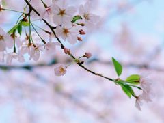 -高东镇樱花园