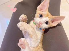 -欣宠猫屋·矮脚拿破仑·蓝金金渐层