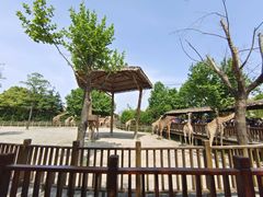 -上海野生动物园