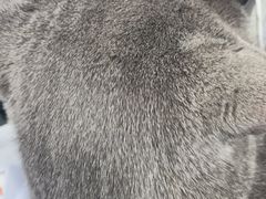 -全心全意连锁动物医院·微创中心·内科急重症·心脏专科(丰管路店)