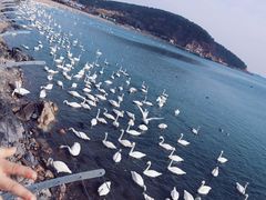 -烟墩角天鹅湖