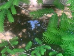 -桤木河湿地公园