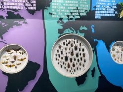 -七巧国萌宠乐园(龙湖天街店)
