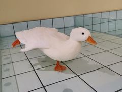 -RU DUCK柯尔鸭公社·撸鸭俱乐部·羊驼·小香猪