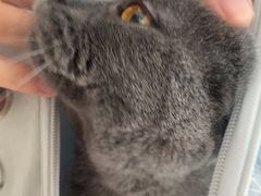 -瑞派福兴宠物医院犬猫全科·骨科·中西医结合(河东店)