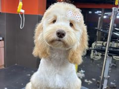 -宠宠熊宠物美容(星湖街店)