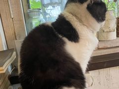 -海边的猫和咖啡馆