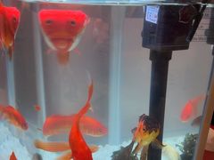 -海底捞火锅(武胜路凯德广场店)