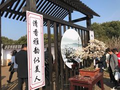 -香雪海